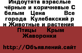 Индоутята взраслые чёрные и коричневые С белым › Цена ­ 450 - Все города, Кулебакский р-н Животные и растения » Птицы   . Крым,Жаворонки